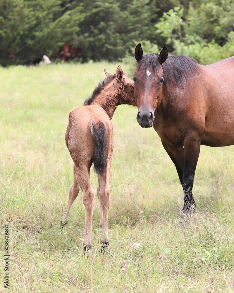 A Mare and Her Foal in a Rural Pasture in South Central Oklahoma A Mare and Her Foal in a Rural Pasture in South Central Oklahoma
