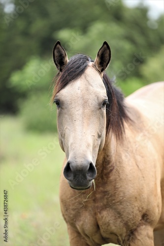 Closeup of a Horse in a Rural Pasture in South Central Oklahoma