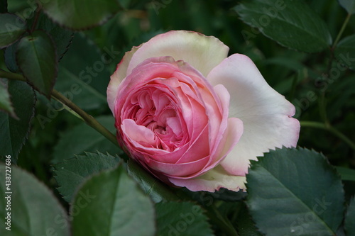 Rose Pierre de Ronsard.