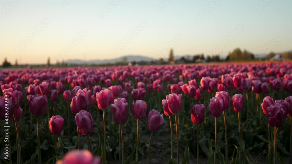 Static shot of pink tulip field Static shot of pink tulip field