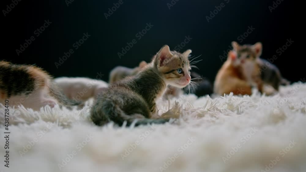 Cute kittens at 30 days old on a white carpet. Cute kittens at 30 days old on a white carpet.