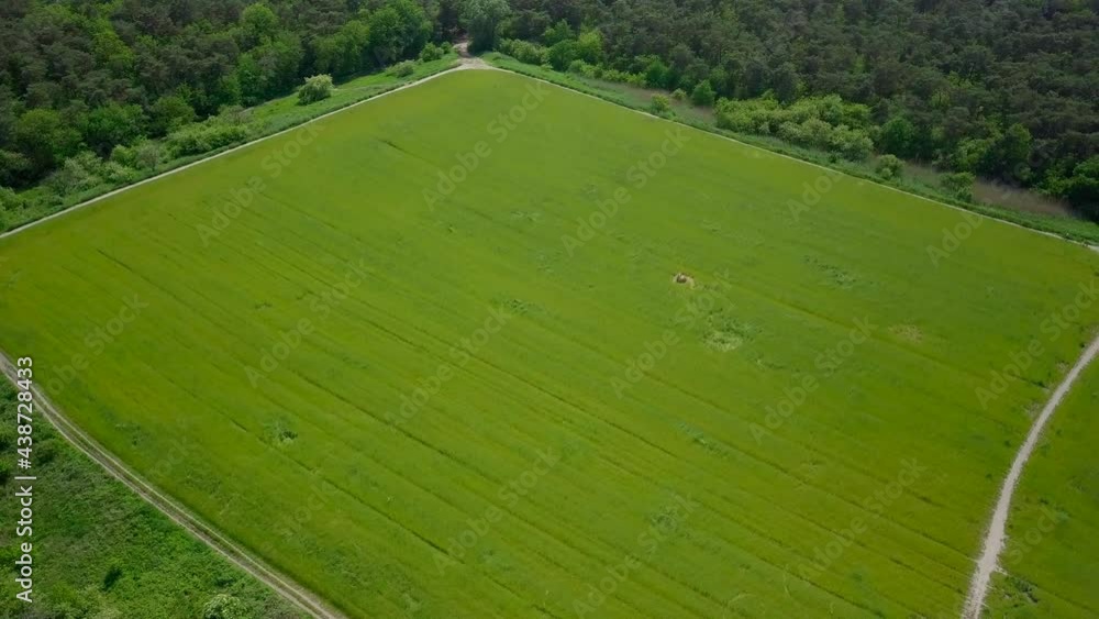 Aerial drone view of the big wide grass field near the forest in the Netherlands.
