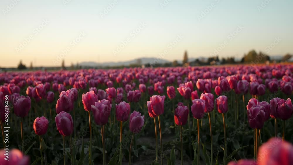 Close up shot of limitless pink tulip flowers Close up shot of limitless pink tulip flowers