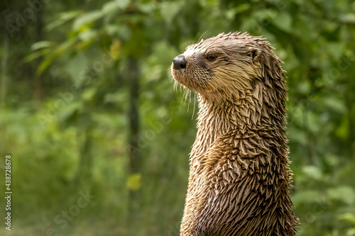 North American river otter standing tall against a tree background