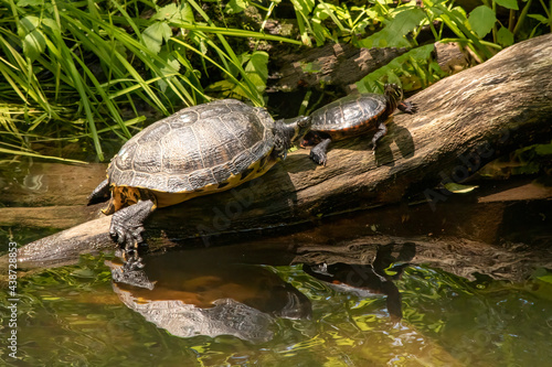 Parent and child turtle resting on a log out of the water