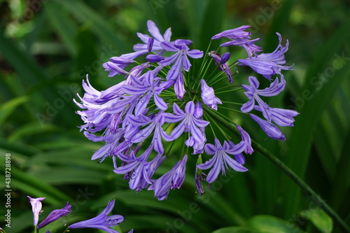 blue and purple flower