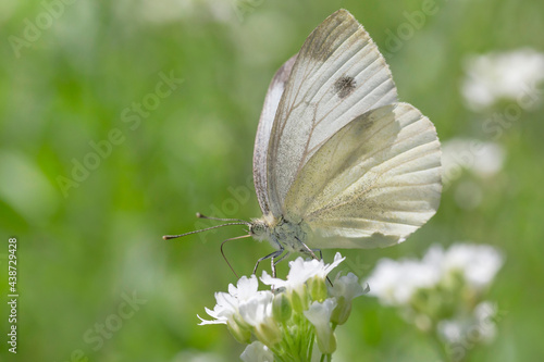 close up of white cabbage butterfly sitting on white flower