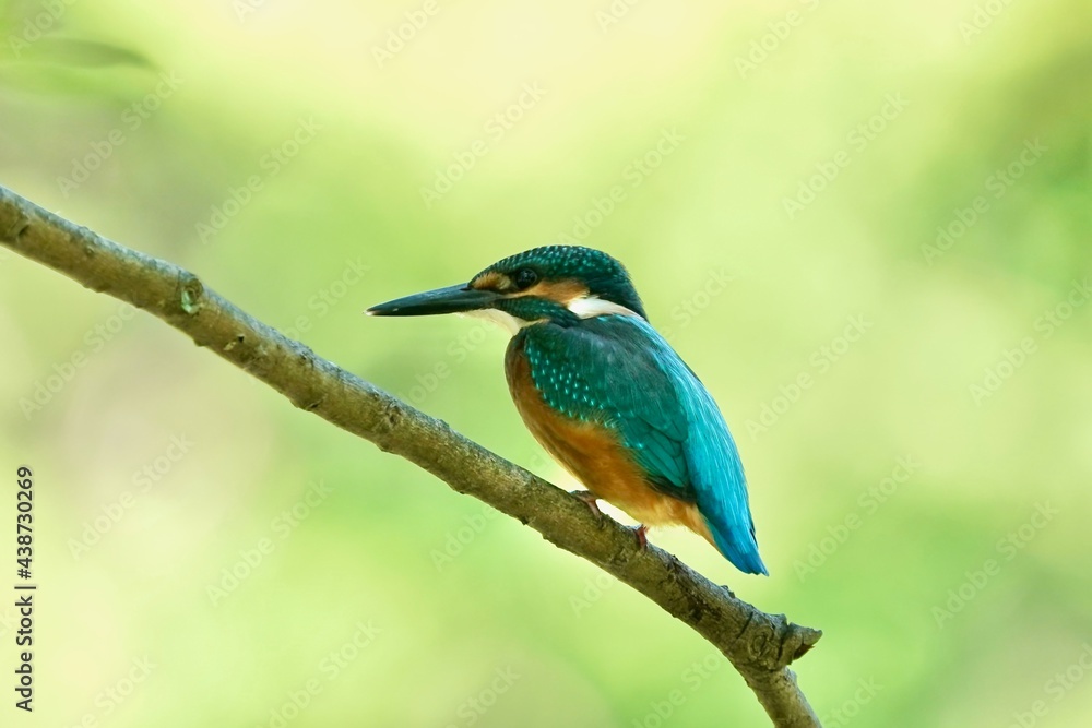 common kingfisher on the branch common kingfisher on the branch