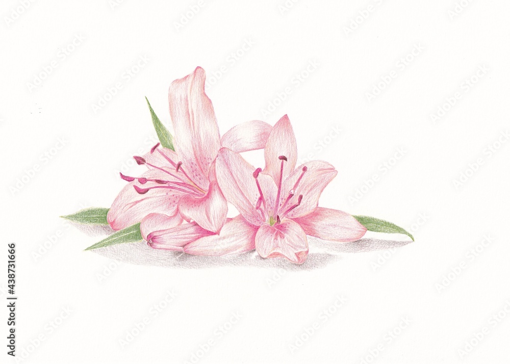 Fototapeta premium pink lily flower drawing with color pencil. Hand drawing.