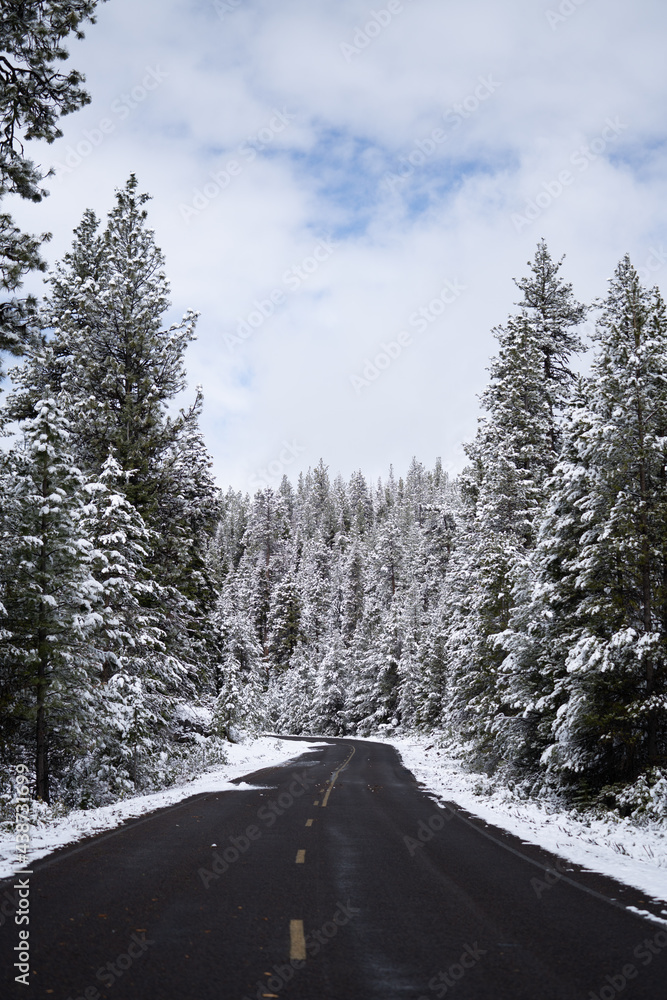 Obraz premium Wandering Road Through the Snow Covered Trees