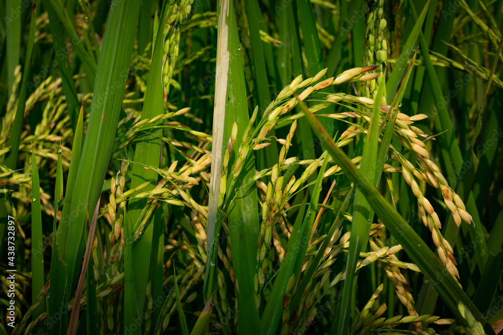 Wheat before harvest Wheat before harvest