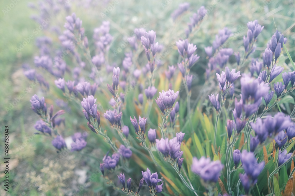 Obraz premium 淡い光に照らされたバビアナの花畑