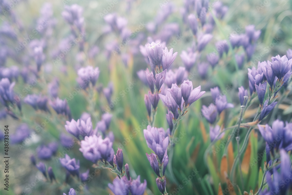 Obraz premium 淡い光に照らされたバビアナの花畑