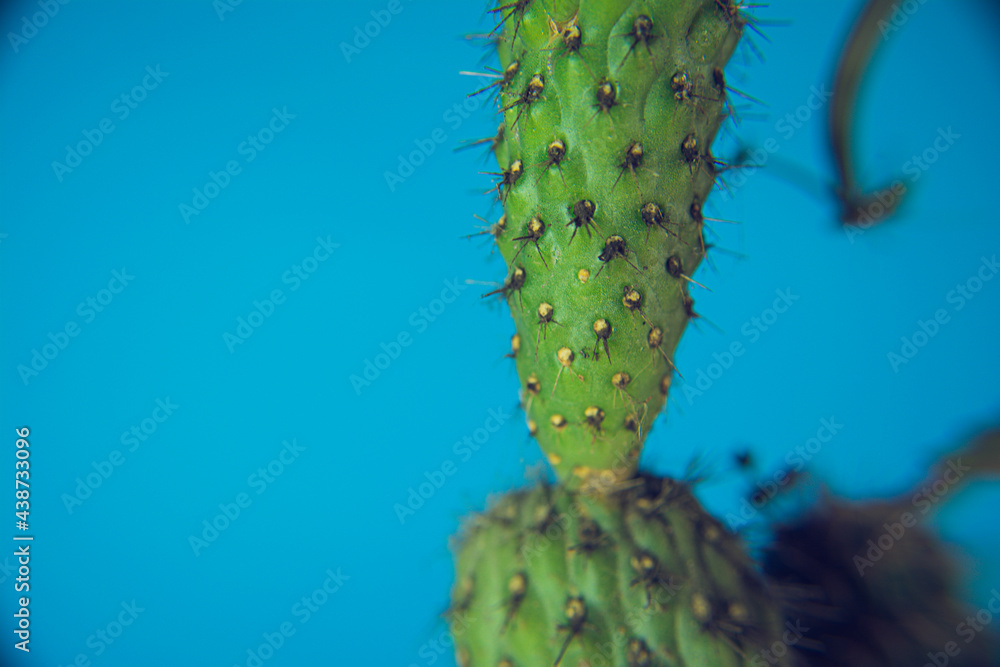 Naklejka premium cactus