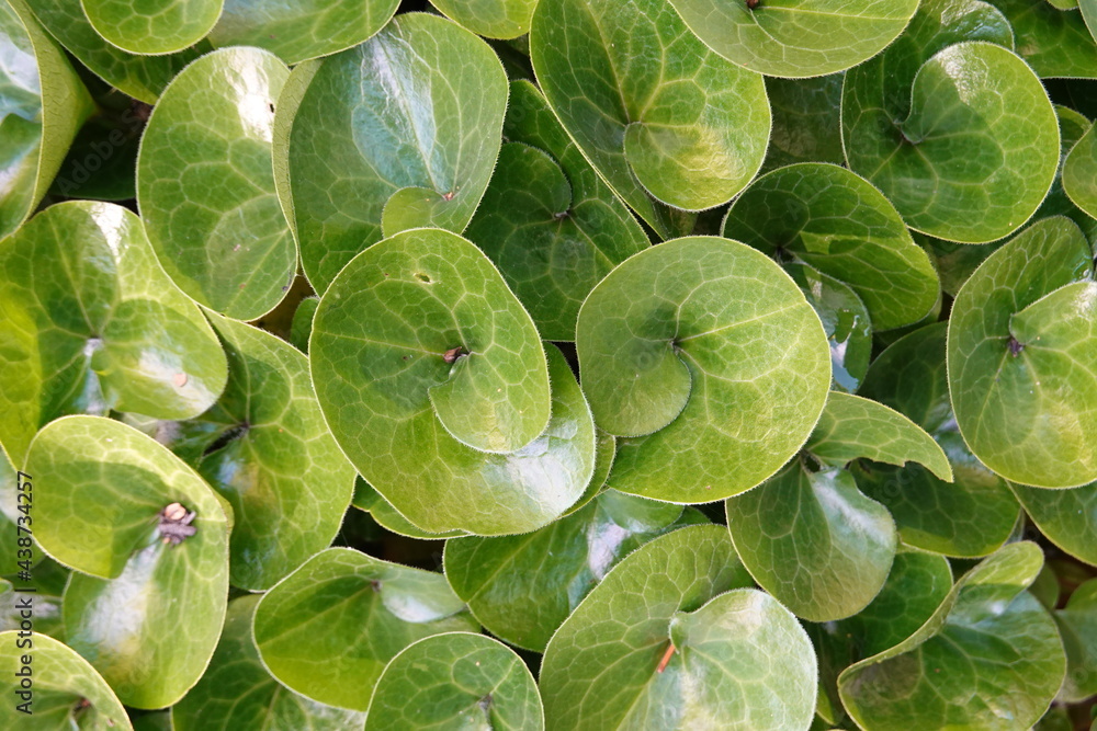 Fototapeta premium Asarum europaeum (European Wild Ginger) is a slowly spreading ground cover that is primarily grown for its glossy, leathery, heart-shaped, dark green leaves