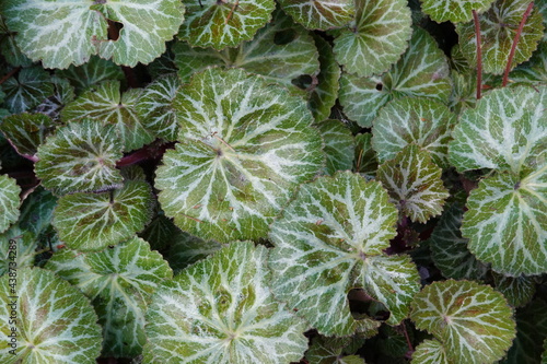 Saxifraga stolonifera is a perennial flowering plant known by several common names, including creeping saxifrage, strawberry saxifrage, creeping rockfoil photo