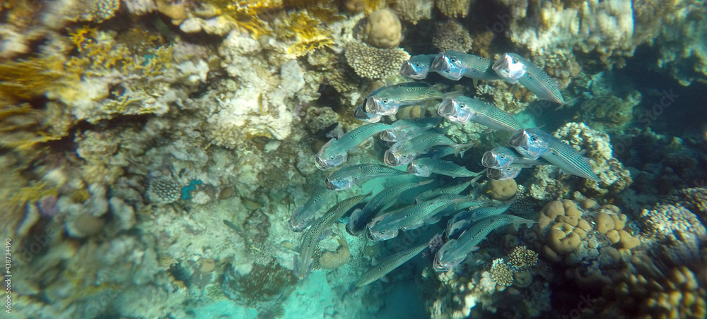 Stunning undersea coral reef view, Red Sea, Egypt, Sharm El Sheikh Stunning undersea coral reef view, Red Sea, Egypt, Sharm El Sheikh