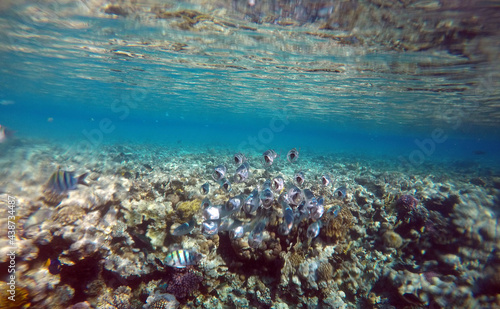 Stunning undersea coral reef view  Red Sea  Egypt  Sharm El Sheikh
