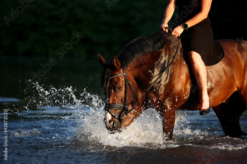 Horse with rider in the light of the sunset, stands in a river and plays with the water..