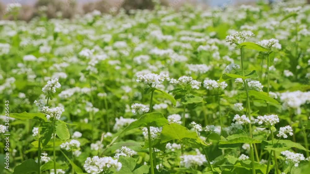 Green mountains and buckwheat flower fields. Green mountains and buckwheat flower fields.