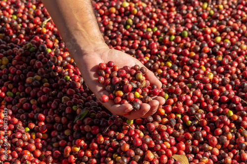 Fresh Arabica Red Coffee beans berries in hand. and Drying Process