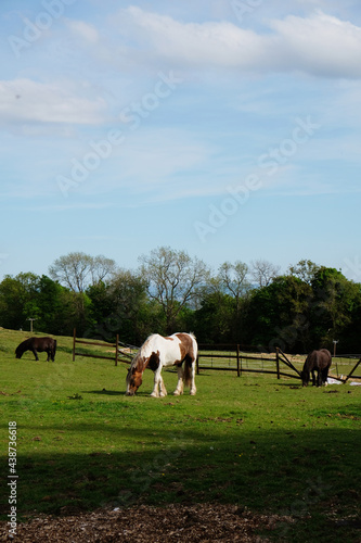 Horse eat grass © taffpixture