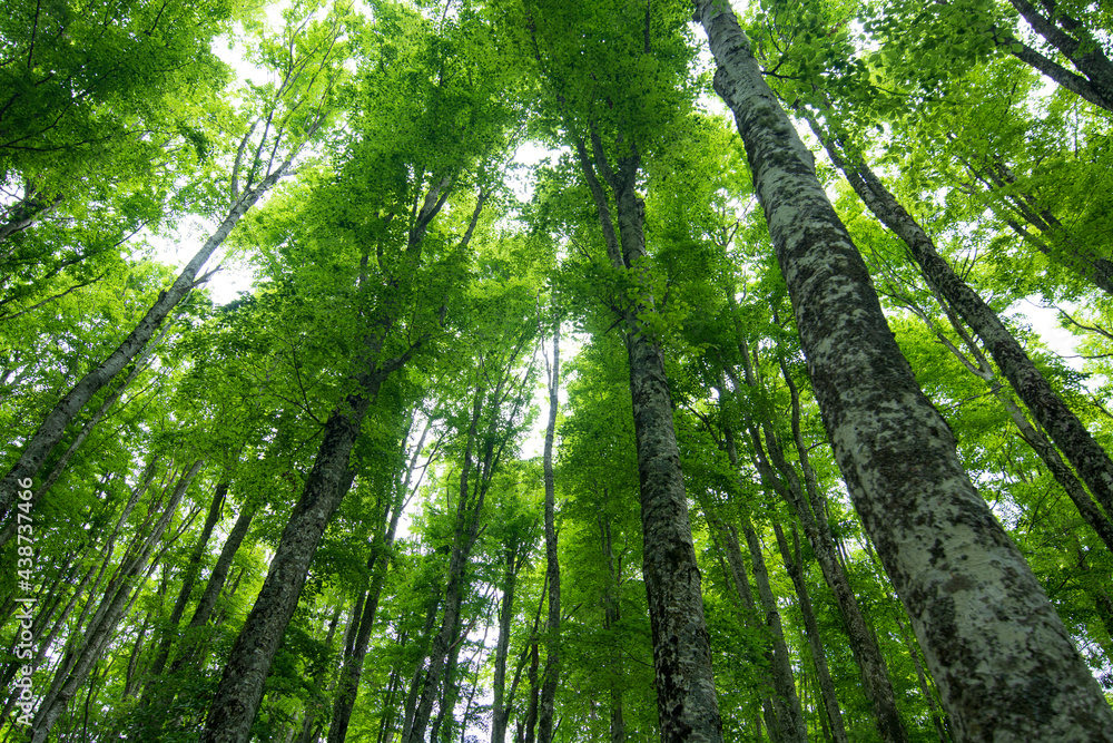 deep green forest in the spring months deep green forest in the spring months