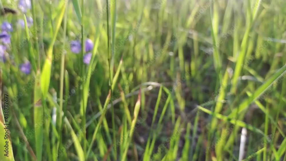Close-up view of urban meadow with fresh grass and little wild flowers at a street in the city with morning sunlight and bright scenery shiny petals in slow motion shows freshness healthy environment Close-up view of urban meadow with fresh grass and little wild flowers at a street in the city with morning sunlight and bright scenery shiny petals in slow motion shows freshness healthy environment