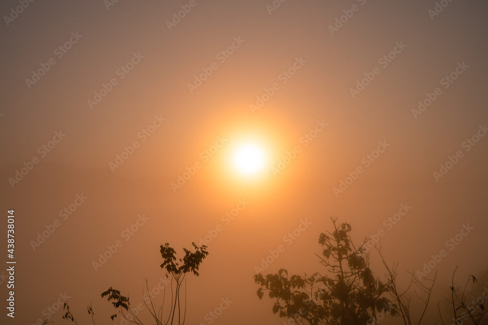 moring sunrise in dense fog sky with silhouette top of tree leaf, run halo ray in hazy air