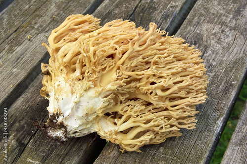 mushroom golden coral, ramaria aurea