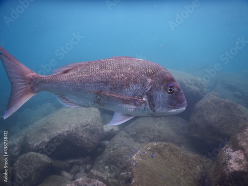 伊豆の海でダイビング中に見かけた人懐っこく近寄って来る大きなマダイ