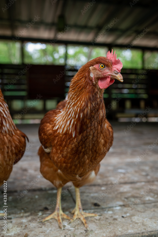 Fototapeta premium chicken on the farm