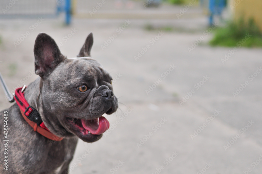 Portrait of black cute english bulldog in the playground 