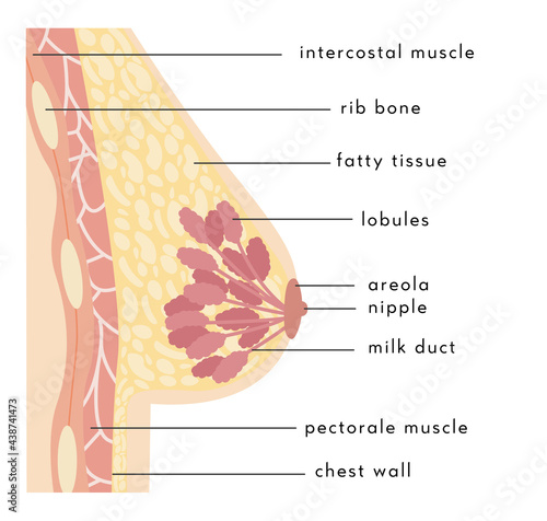 Medical Infographic Cross Section of Female Breast. Anatomy of Woman Chest. Mammary gland. Information card. Vector illustration in flat style. 