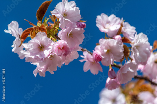 ぼかいした青い背景に浮かぶピンクの八重桜