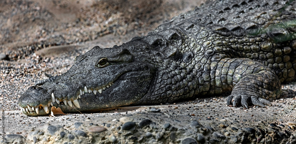 Nile crocodile`s head. Latin name - Crocodylus niloticus Nile crocodile`s head. Latin name - Crocodylus niloticus
