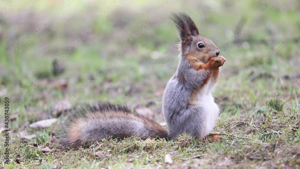 slow motion video of fine squirrel slow motion video of fine squirrel