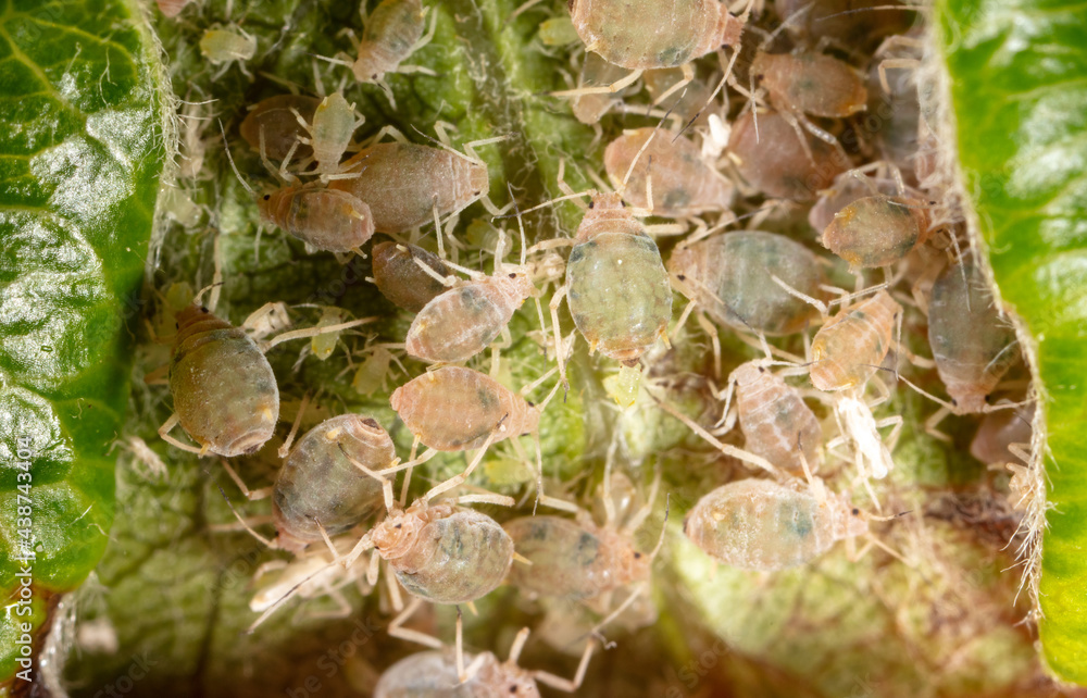 Close-up of aphids on a green leaf. Close-up of aphids on a green leaf.