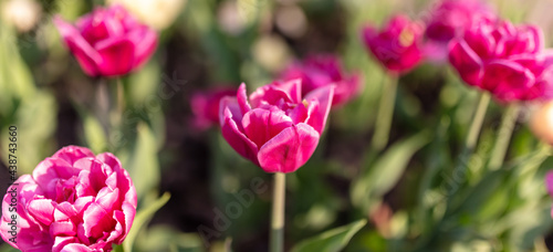 Tulip flowers in the park in nature.