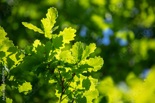 Green leaves on the oak tree