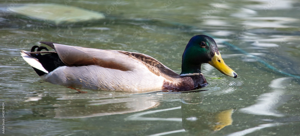 Obraz premium Portrait of a duck floating on the water
