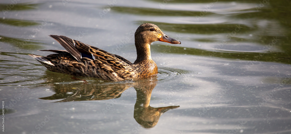 Portrait of a duck floating on the water