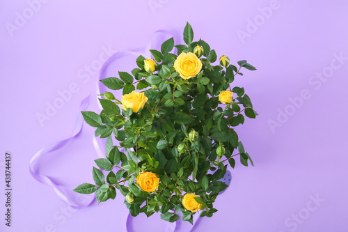 Beautiful yellow roses and ribbon on color background