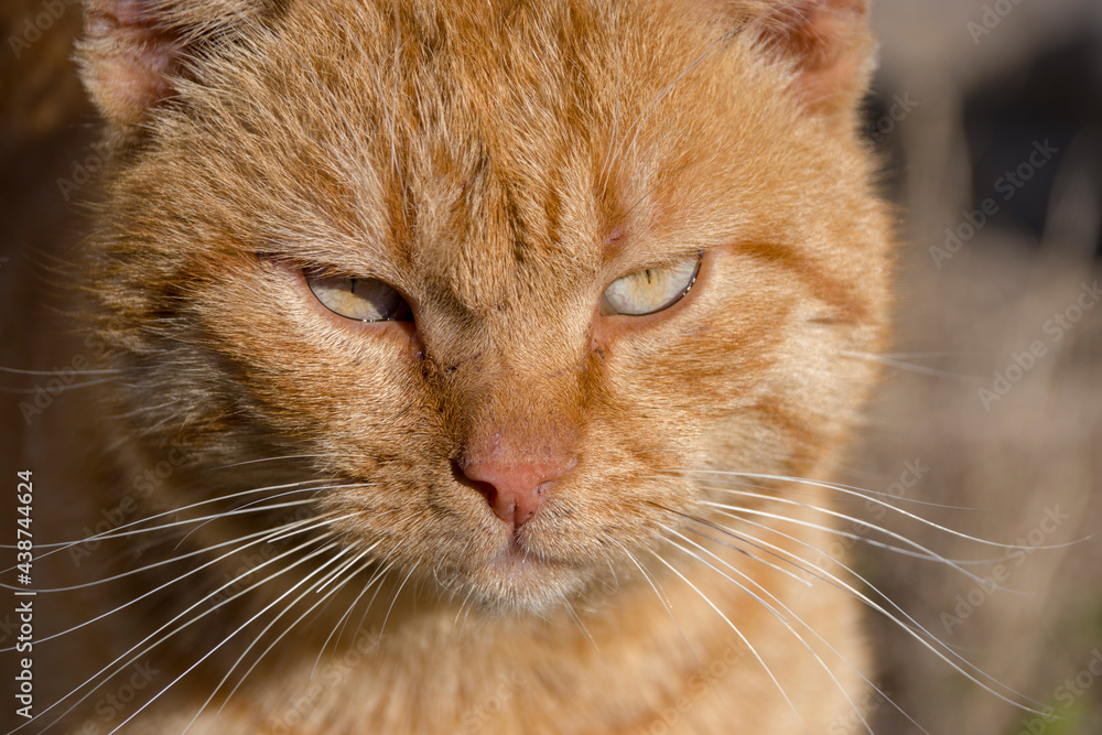 Close up of a feral orange serious cat face