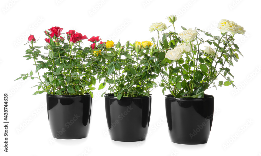 Beautiful roses in pots on white background Beautiful roses in pots on white background