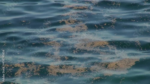 Bloom of blue-green algae Nodularia spumigena: Algae accumulations on the surface of the sea. photo