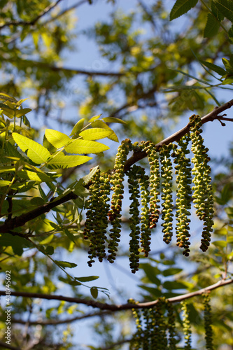 Green axillary indeterminate staminate catkin inflorescences bloom on Southern Black Walnut, Juglans Californica, Juglandaceae, native in Ballona Freshwater Marsh, South California Coast, Springtime. photo