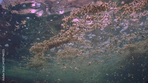 Bloom of blue-green algae Nodularia spumigena: Clusters of algae on the surface of the sea, bottom view. photo