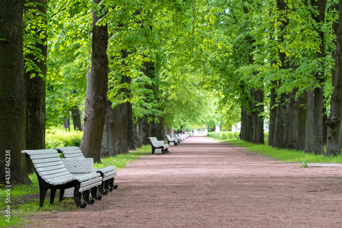 An linden alley with empty benches in a city park on a cloudy summer day. Saint Petersburg, Russia.