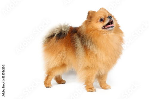 pomeranian dog isolated on white background